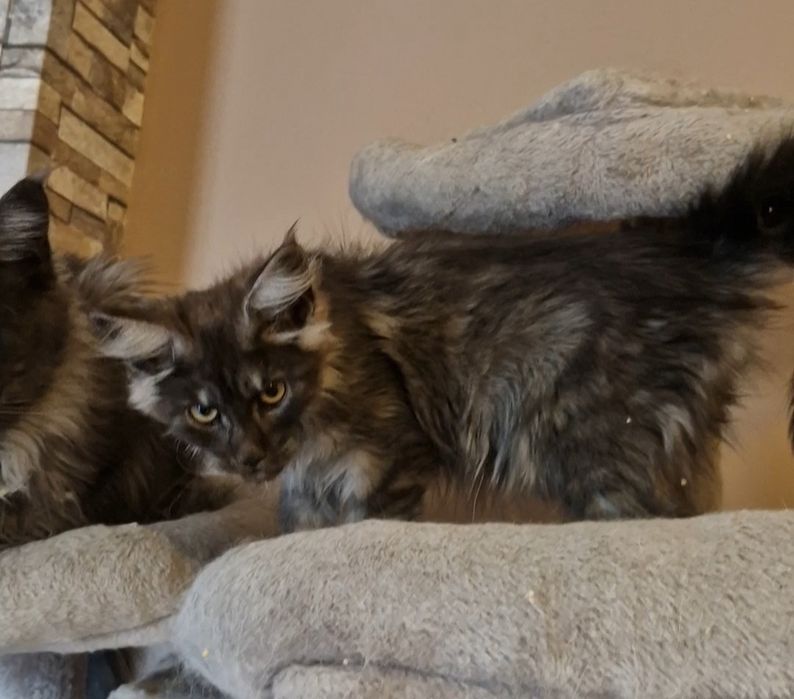 Femia lindissima Maine Coon com   LOP cor "Black  smoke"
