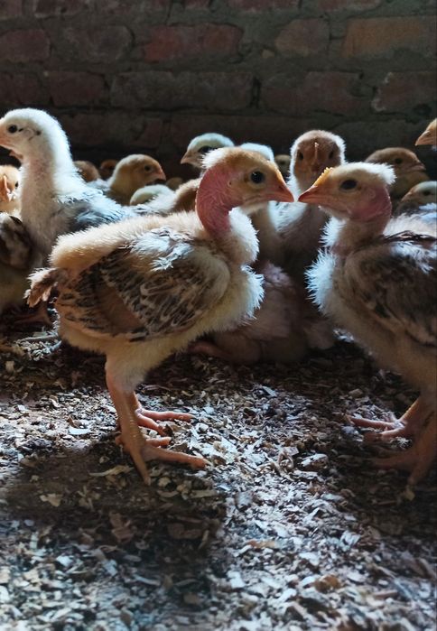 Курчата Фоксі Чік, Іспанка, Мастер Грей підрощені Солоницівка