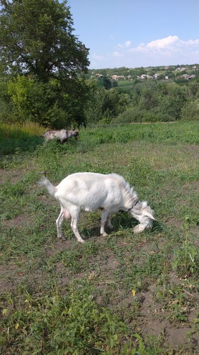 Козел Зааненський без документів. Продамо на плем'я.