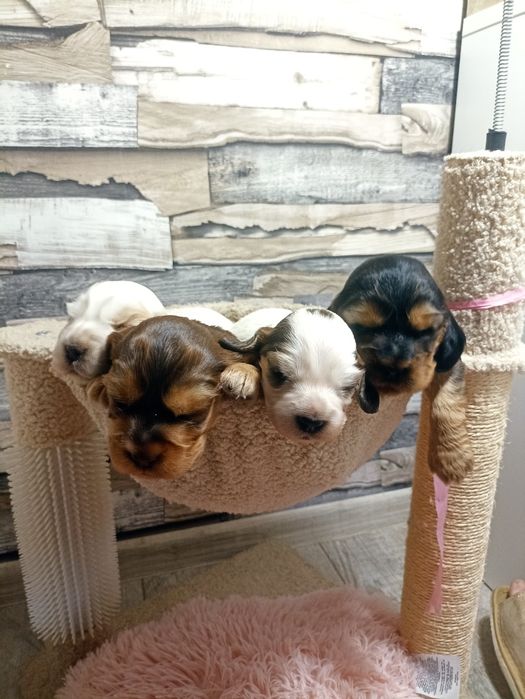 Cocker spaniel angielski informacja rezerwacja