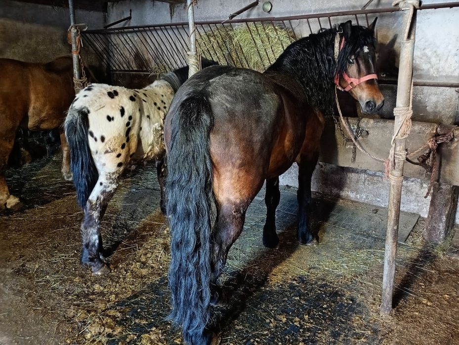 Witam sprzedam klacz