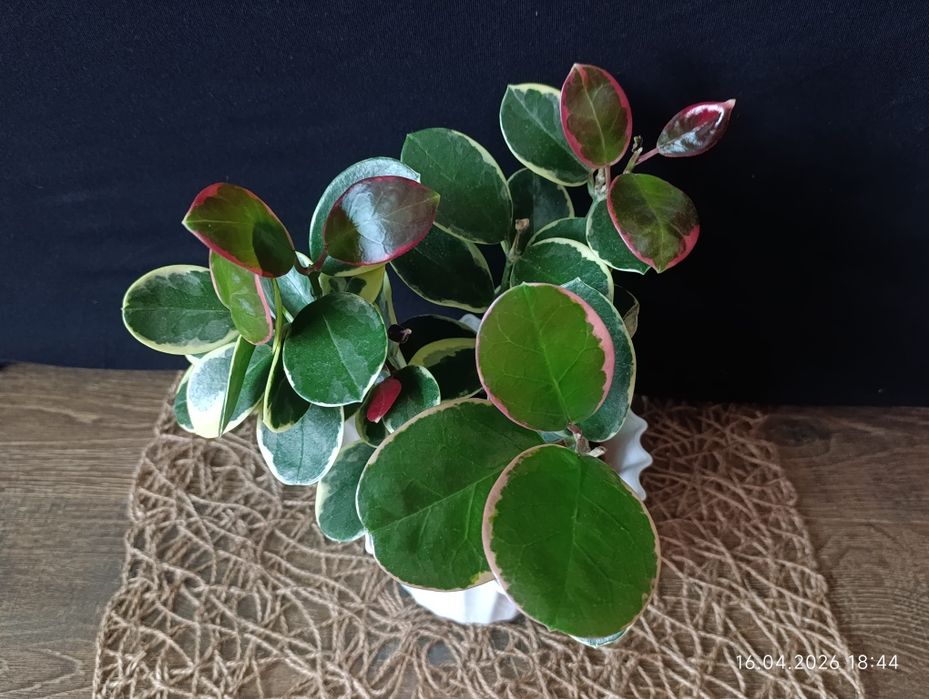 Hoya Australis Blondie