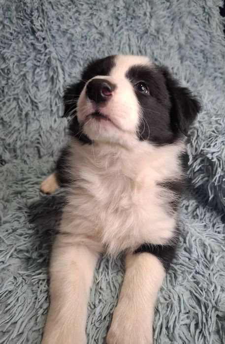 Border Collie Piękny Szczeniak Chłopiec