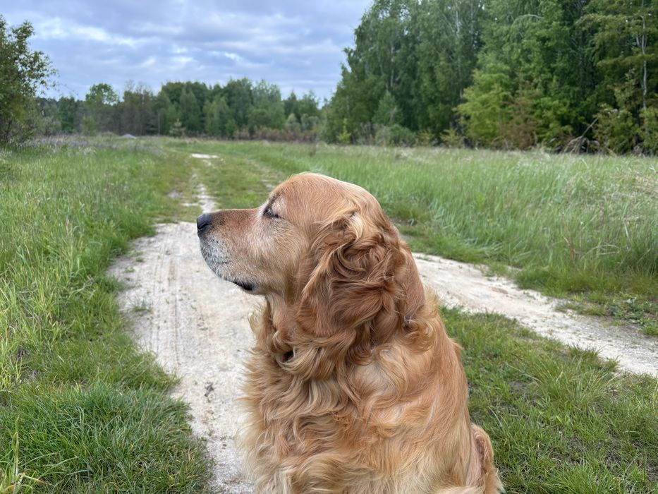 Золотистий Ретривер для вязки