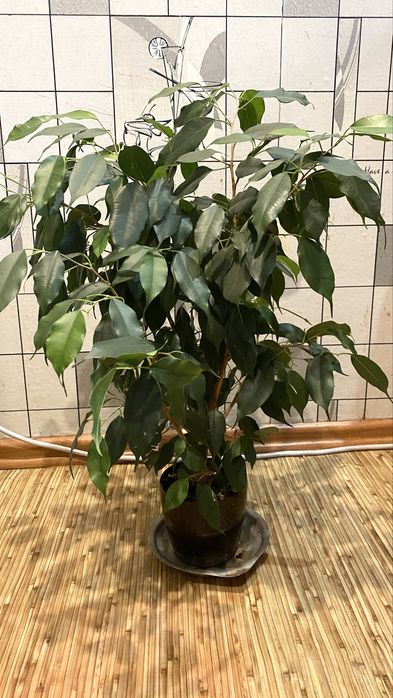 Фікус Бенджаміна, кімнатна рослина