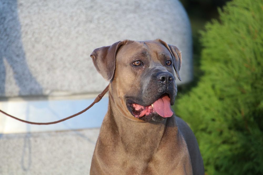 Cane Corso FCI plan Hodowlany