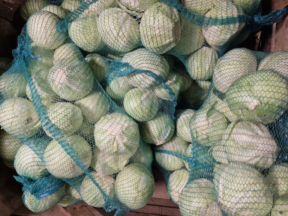 Kapusta biała i czerwona