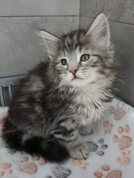 Gatinho  Bosques da Noruega com lop