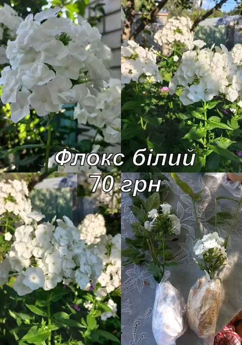 Багаторічні квіти