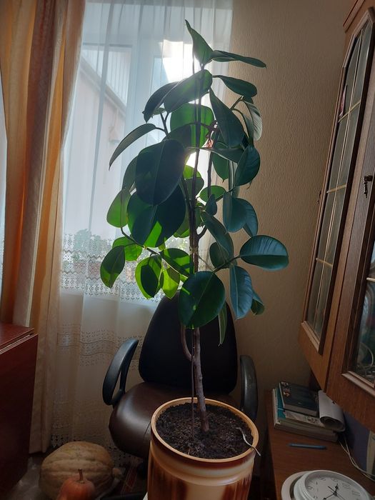 Фікус. Кімнатна рослина