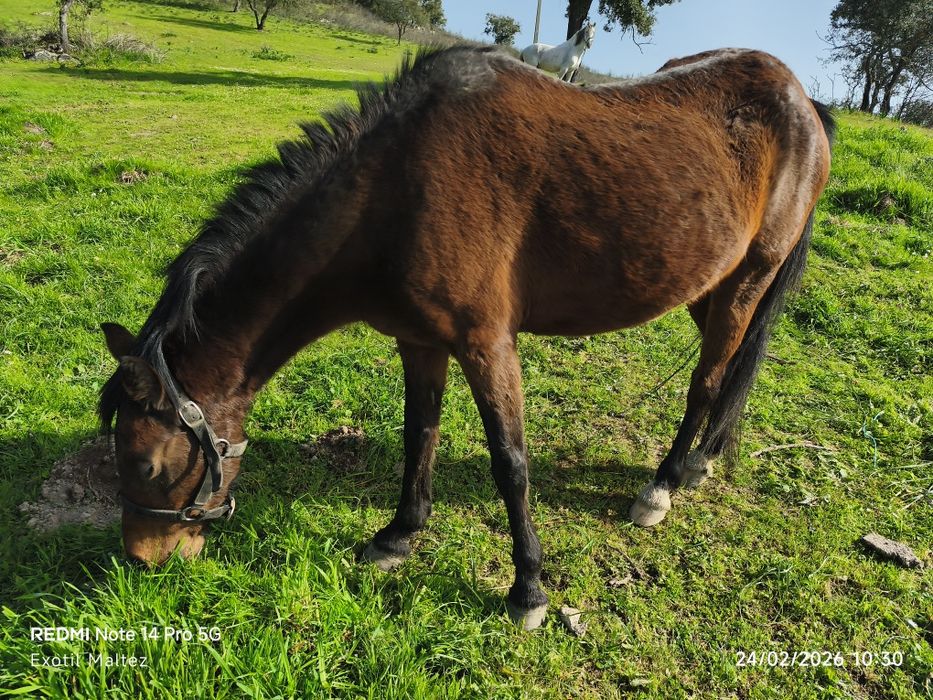 Égua montada e engatada cheia