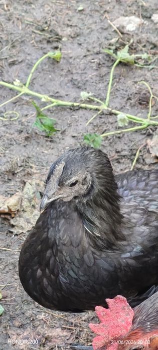 Kogut Ayam Cemani