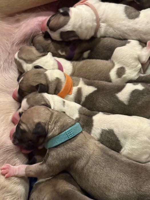 Whippet Chart Angielski ZKwP/FCI