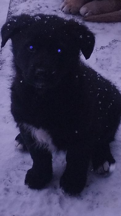 САО Алабай цуценята