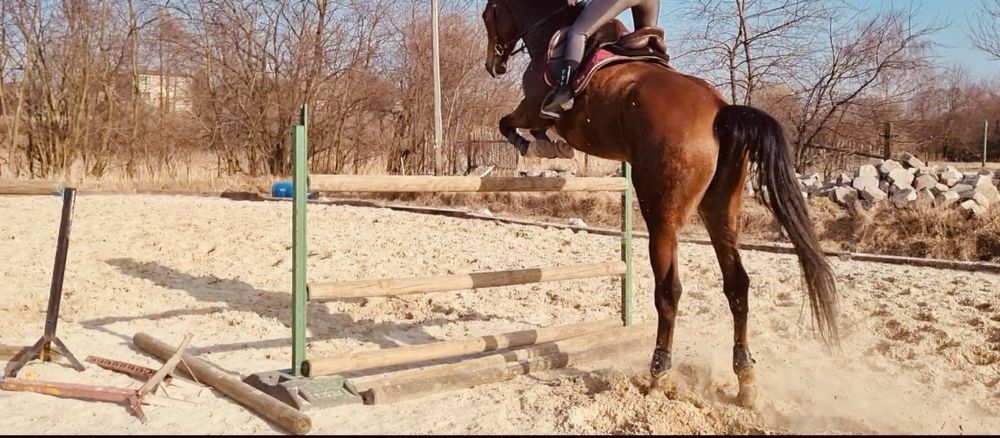Koń dla dziecka Sprzedam  Konia Wysoki Sport Dobre Papiery