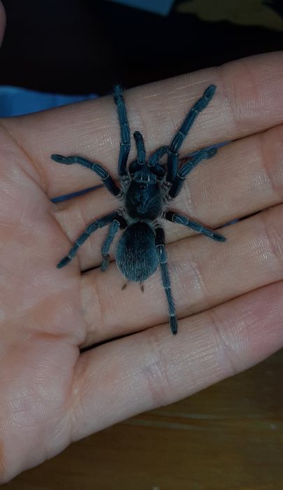Aphonopelma seemanni samica 2,5dc