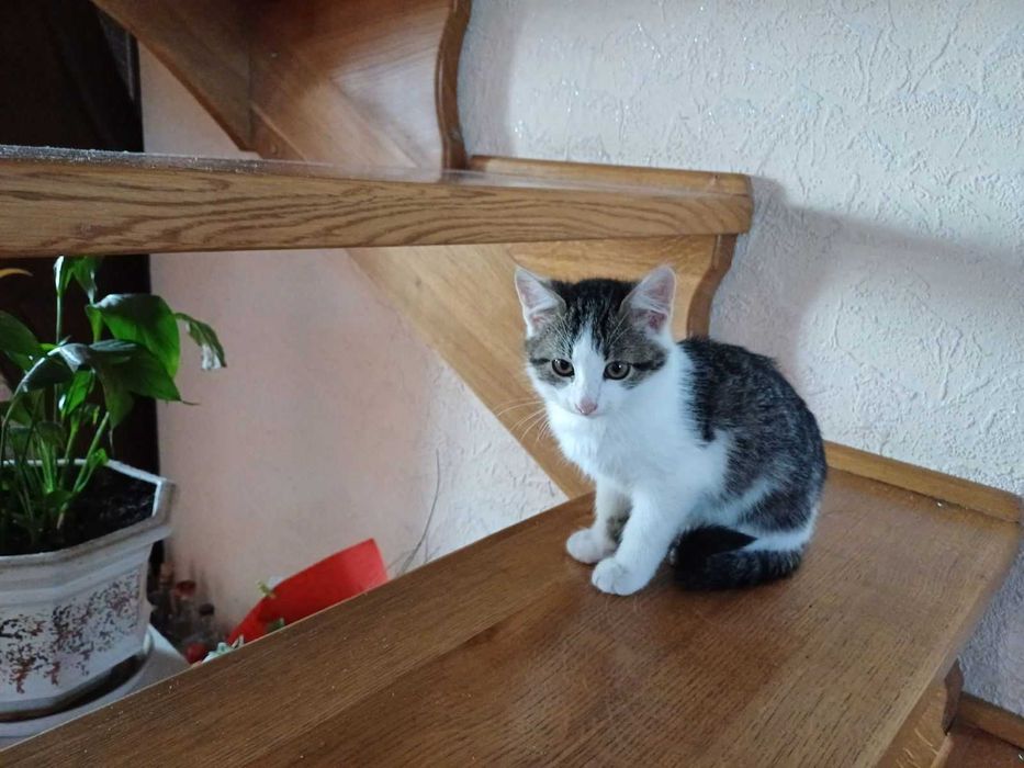 Відам котика в добрі руки безкотовно