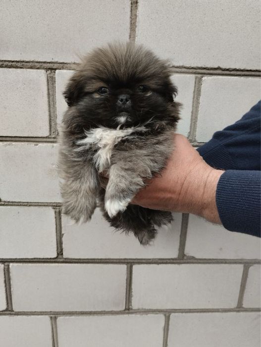 Продам цуценят Пекінесиків