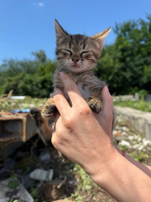 Харків. Кошенята шукають люблячу родину!