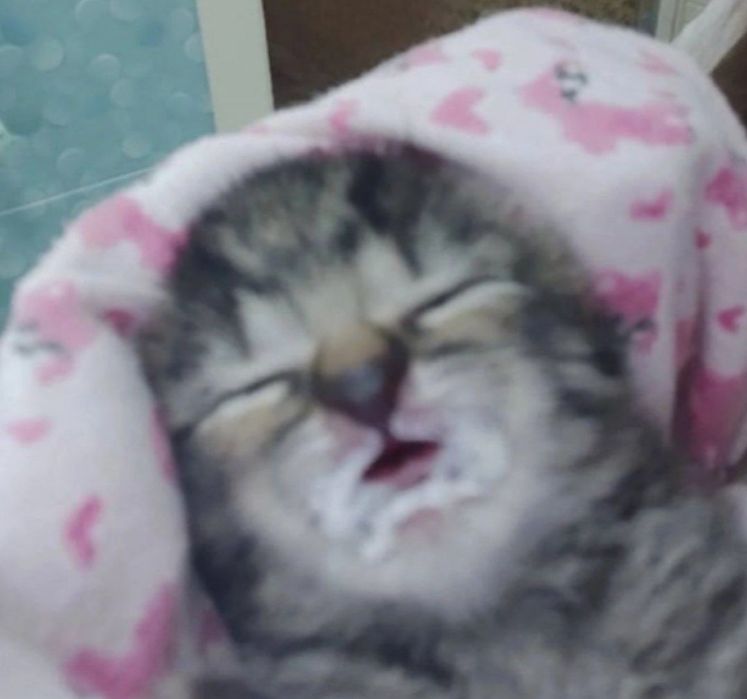 Inaba Churu Meal Topper