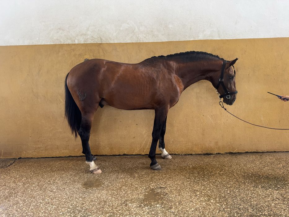 Poldro lusitano de 3 anos