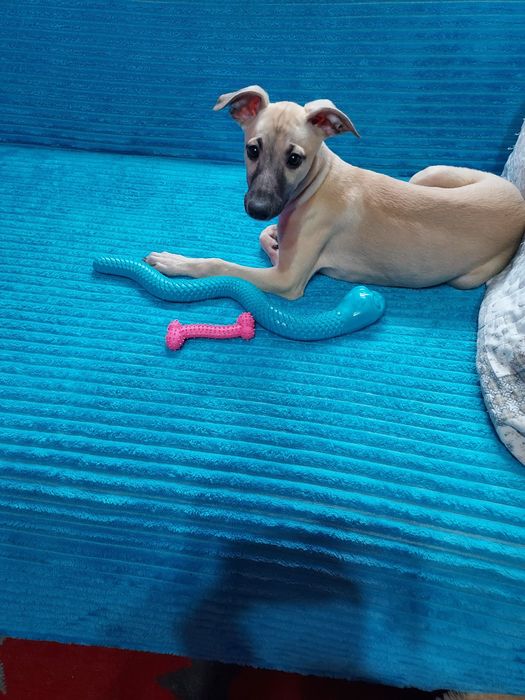 Chart Angielski Whippet piesek
