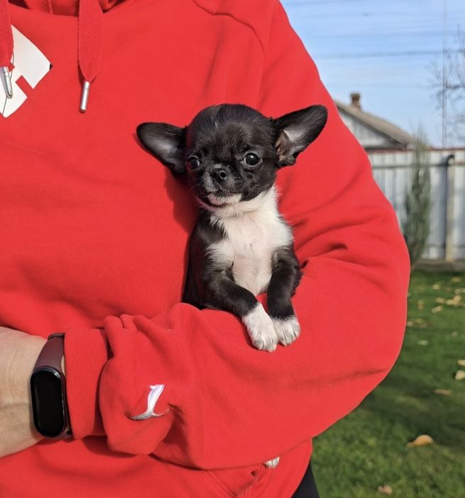 Чихуахуа. Чарівні красунчики.