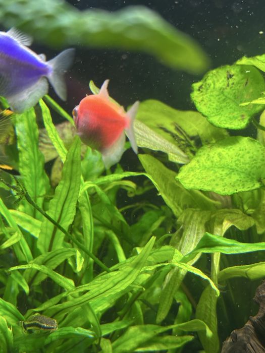 Do sprzedania tetry neon