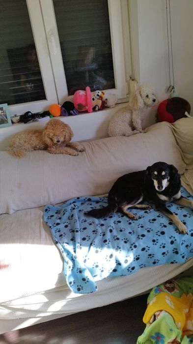 Hotel/creche incluindo exóticos e cuidados personalizados