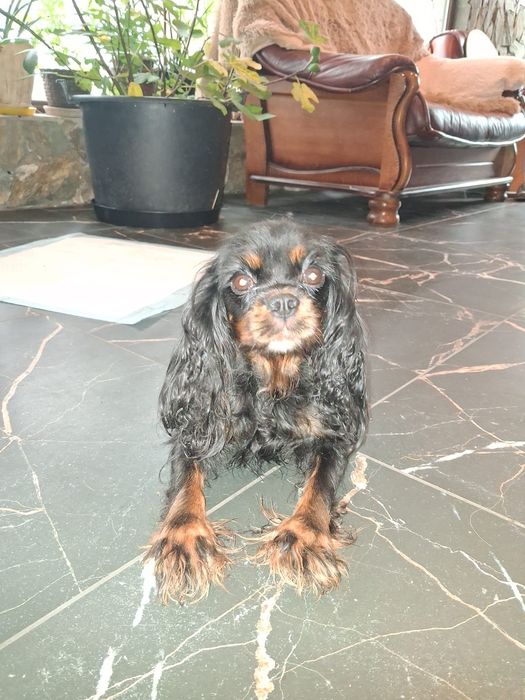 Cavalier King Charles spaniel, suczka