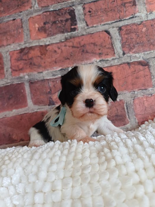 Cavalier King Charles Spaniel piesek tricolor