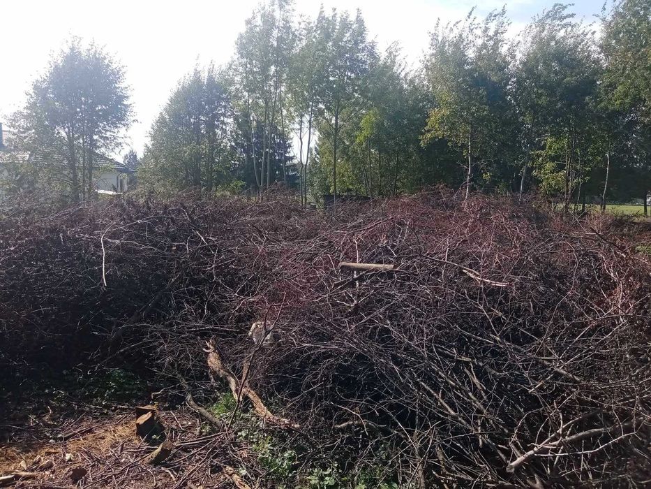 Po likwidacji sadu oddam na zrębkę dużą ilość gałęzi (200mx2,5mx3m)