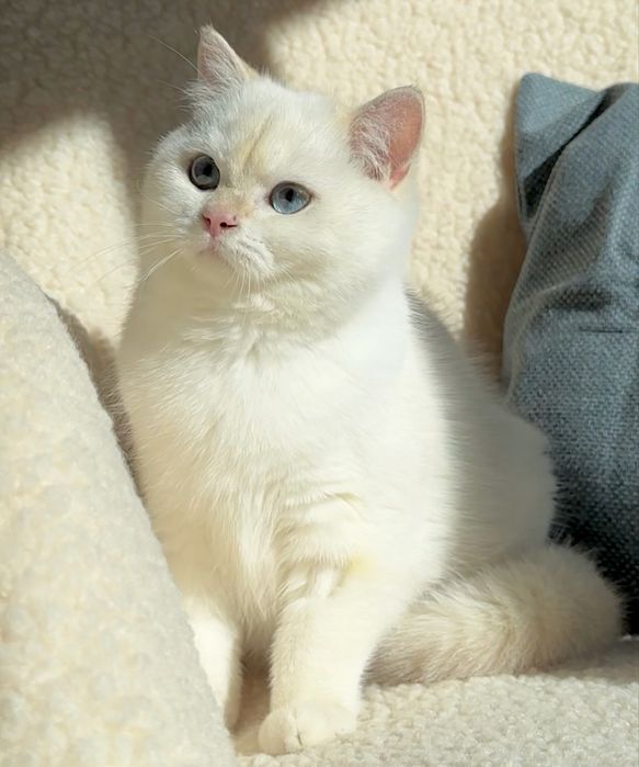 Золотий британський котик! Bri ny 12 33