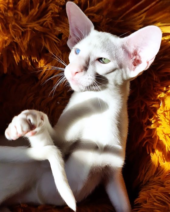 Ориентальные котята