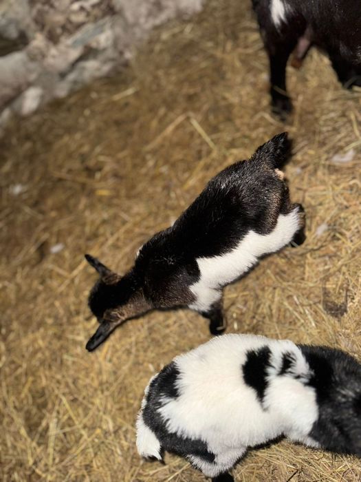 Vendo cabras micro anãs