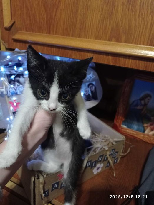 Кошенятка, 10 місяців! На любий колір))