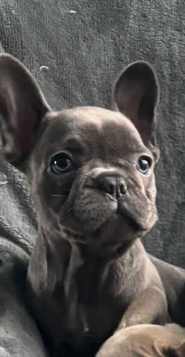 Блакитні цуценята французского бульдога! Вік 2 місяці!