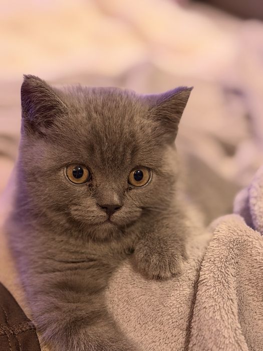 Scotish straight Blue Macho