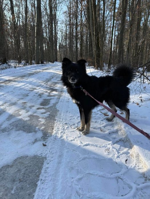 Oddam psiaka do domu