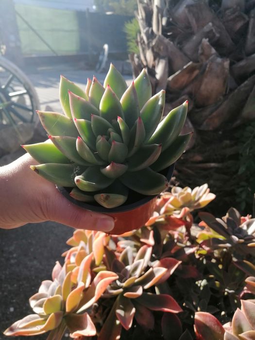 Suculenta muito linda coleção mandala.