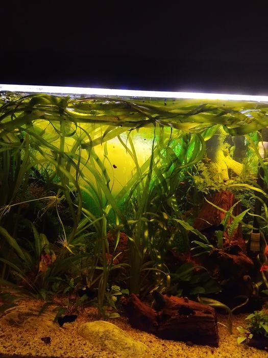 roślinka akwariowa valisneria gigantea