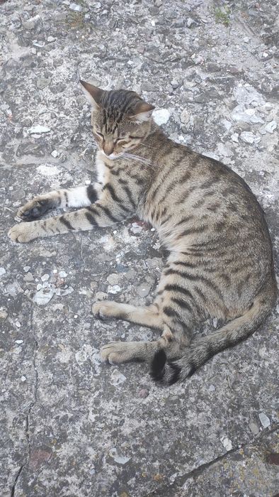 Чудовий котик шукає свій дім! Не дайте загинути дитині!