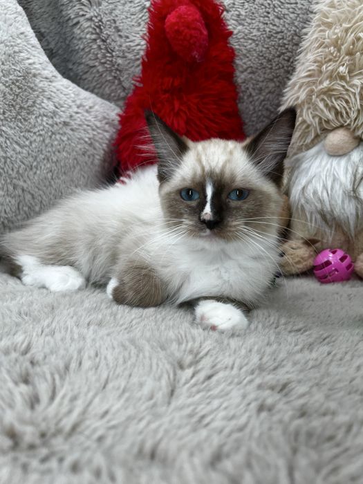 Kot Ragdoll Wyprawka Rodowód Badania Genetyczne