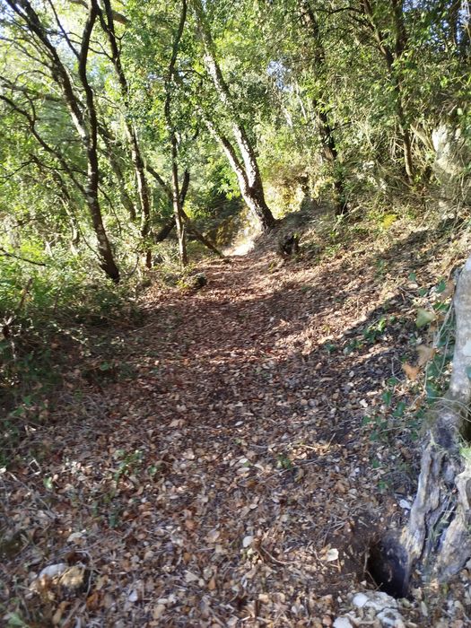 Limpeza de terrenos, caminhos de acesso e trilhos. 20€ h + deslocação