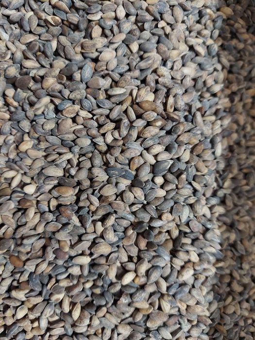 Насіння Сосна, Ялиця, Модрина