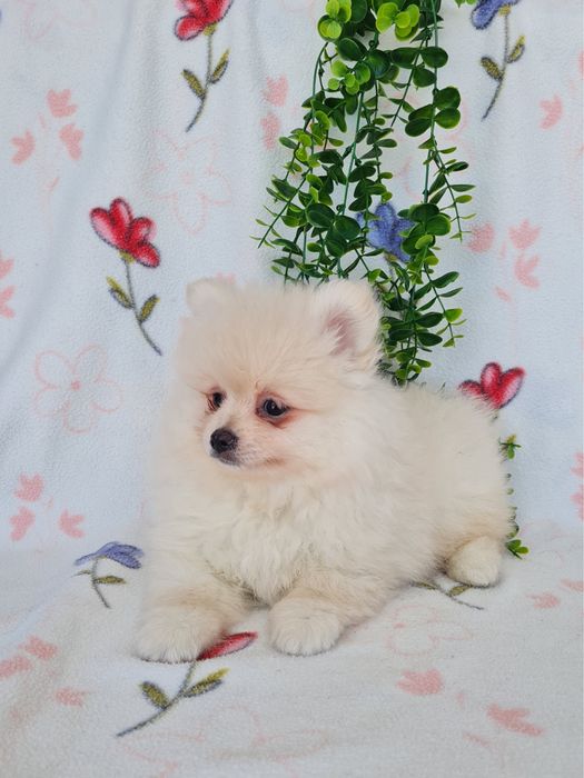 Exuberante mini Lulu da Pomerania / Spitz Alemão Anão de Qualidade