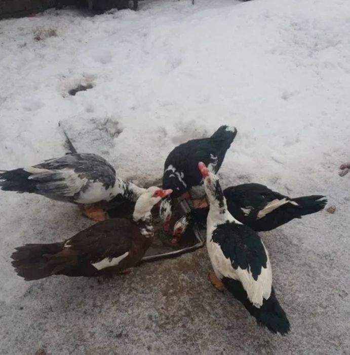 Продам качка  шипун