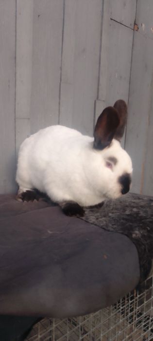 Кролики каліфорнійці