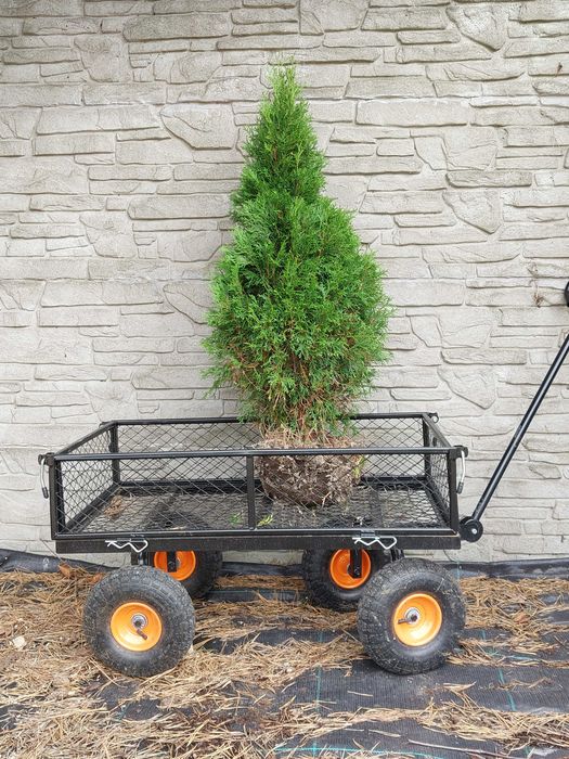 Thuja SMARAGD 70cm TUJA PROMOCJA Brabant  Aureospicata 80cm szmaragd