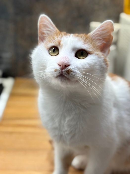 Uroczy Maślaczek szuka domu!